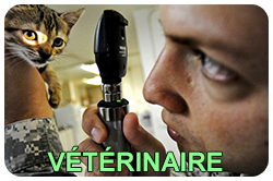 veterinaire